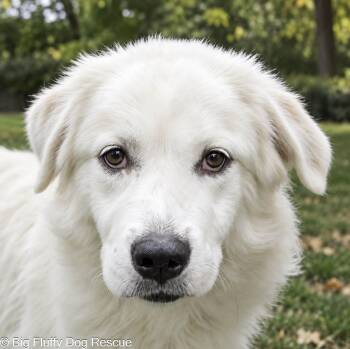 Nisha -  Great Pyrenees Dog for Adoption in Nashville, Tennessee - Nisha | PetCurious