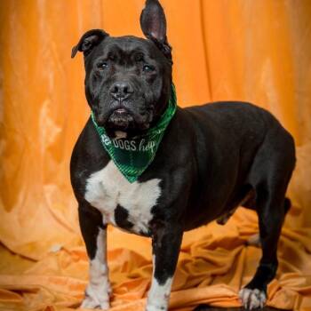 Terrier and Mixed Breed Dogs Available for Adoption in Mooresville, North Carolina - Sushi | PetCurious