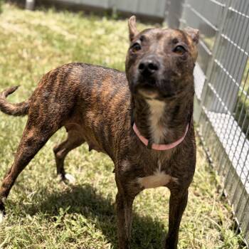Julia Robarks -  Terrier Dog for Adoption in Pilot Point, Texas - Julia Robarks | PetCurious