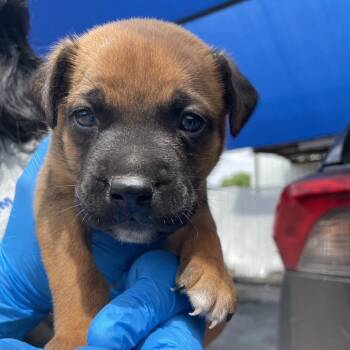 Pit Bull Terrier and Mixed Breed Dogs Available for Adoption in Edinburg, Texas - Manny | PetCurious
