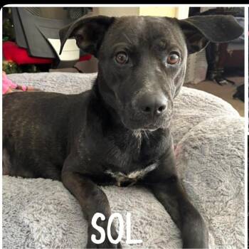 Sol -  Black Labrador Retriever and Mixed Breed Dog for Adoption in St. Peters, Missouri - Sol | PetCurious