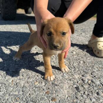 # 2 -  Black Mouth Cur Dog for Adoption in Clarksdale, Mississippi - # 2 | PetCurious