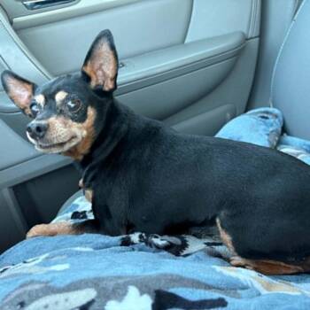 Lulu -  Miniature Pinscher Dog for Adoption in Elbow Lake, Minnesota - Lulu | PetCurious