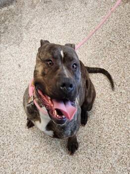 Pit Bull Terrier and Mixed Breed Dogs Available for Adoption - ARANCINI | PetCurious