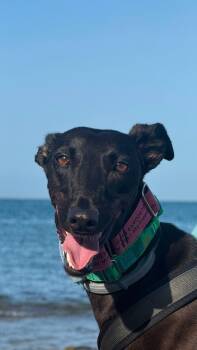 Kanji -  Galgo Spanish Greyhound Dog for Adoption in Winter Park, Florida - Kanji | PetCurious