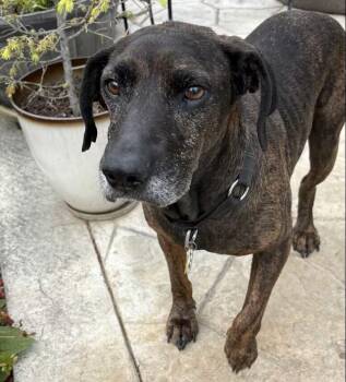 Plott Hound Dogs Available for Adoption in Washington, District Of Columbia - Bernie - COURTESY POST | PetCurious