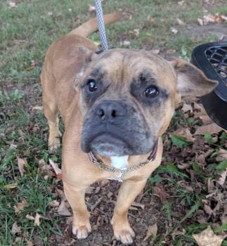 Beefcake -  Mixed Breed Dog for Adoption in Maineville, Ohio - Beefcake | PetCurious