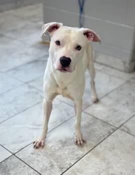 Rescue Pit Bull Terrier and Labrador Retriever Dogs for Adoption in Kalamazoo, Michigan - HANK | PetCurious