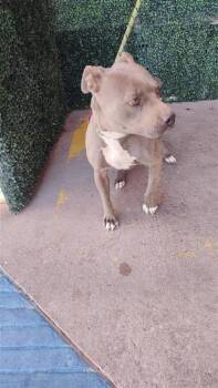 Pit Bull Terrier and Mixed Breed Dogs Available for Adoption in El Paso, Texas - 60867321 | PetCurious