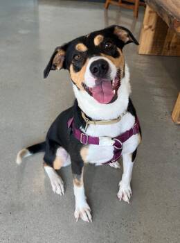 Rescue Terrier Dogs for Adoption in New Rochelle, New York - Bella | PetCurious