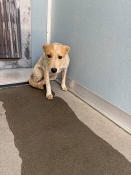 Rosali -  Cattle Dog and Mixed Breed Dog for Adoption in Fresno, California - Rosali | PetCurious