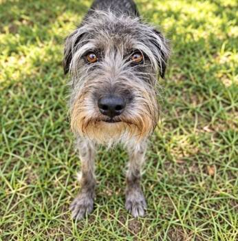 Cricket -  Schnauzer Dog for Adoption in Foley, Alabama - Cricket | PetCurious