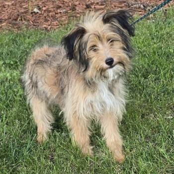 Millie -  Terrier Dog for Adoption in Waterloo, Iowa - Millie | PetCurious