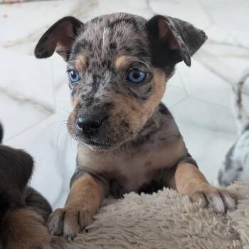 Shepherd and Catahoula Leopard Dog Dogs Available for Adoption - Bemidji | PetCurious