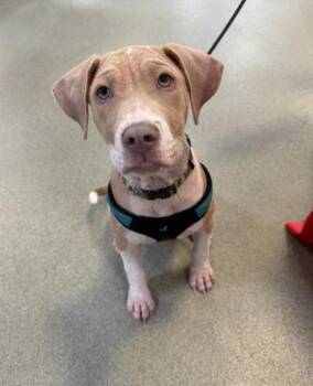 Mixed Breed Dogs Available for Adoption in Jacksonville, Florida - RAGGEDY ANDY | PetCurious
