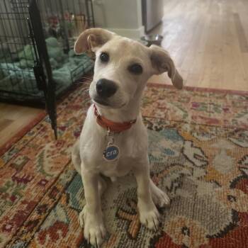 Cobbler -  Terrier Dog for Adoption in Chicago, Illinois - Cobbler | PetCurious