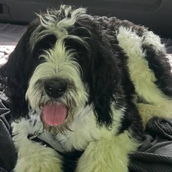 Standard Poodle and Saint Bernard Dogs Available for Adoption in Union City, Pennsylvania - Mylah | PetCurious