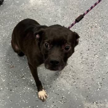 Mixed Breed Dogs Available for Adoption - Reebok | PetCurious