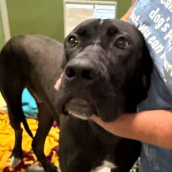 Nelson - Missouri (JN25-267) -  Great Dane and Neapolitan Mastiff Dog for Adoption in Peyton, Colorado - Nelson - Missouri (JN25-267) | PetCurious