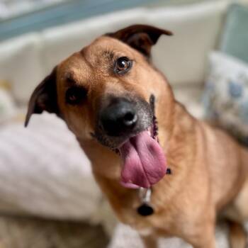 Camila -  Labrador Retriever Dog for Adoption in Austin, Texas - Camila | PetCurious