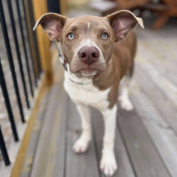 Rescue Mixed Breed Dogs for Adoption in Bend, Oregon - Sasha | PetCurious