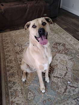 Yellow Labrador Retriever Dogs Available for Adoption - Molly  | PetCurious