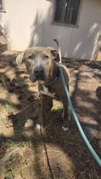 Rescue Mixed Breed Dogs for Adoption in Pinetop-lakeside, Arizona - Oscar | PetCurious