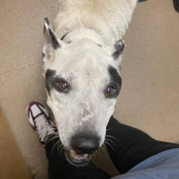 Spuds -  Mixed Breed Dog for Adoption in Chattanooga, Tennessee - Spuds | PetCurious