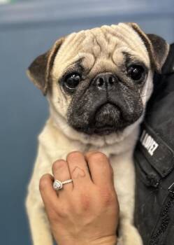 Pug Dogs Available for Adoption in Victorville, California - Sgt. Stubby | PetCurious