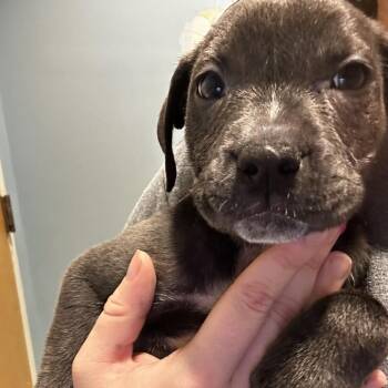 Garnite -  Mixed Breed Dog for Adoption in Chattanooga, Tennessee - Garnite | PetCurious