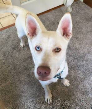 Gunner -  Siberian Husky Dog for Adoption in York, Pennsylvania - Gunner | PetCurious