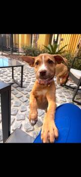 Alys -  Mixed Breed Dog for Adoption in Tampa, Florida - Alys | PetCurious
