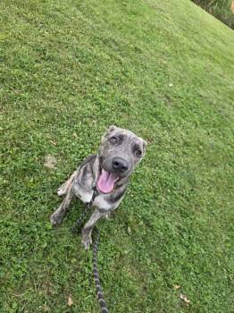 Hatch -  Mixed Breed Dog for Adoption in Vaudreuil-dorion, Quebec - Hatch | PetCurious
