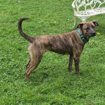 Autumn -  Hound Dog for Adoption in Brookville, Pennsylvania - Autumn | PetCurious