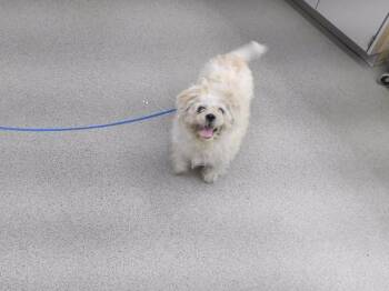 FREDDY -  Shih Tzu Dog for Adoption in Omaha, Nebraska - FREDDY | PetCurious