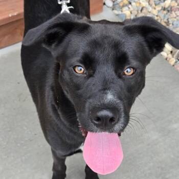 Denmark -  Mixed Breed Dog for Adoption in Buffalo, Minnesota - Denmark | PetCurious