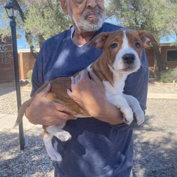 Liam -  Boxer and Mixed Breed Dog for Adoption in Tucson, Arizona - Liam | PetCurious