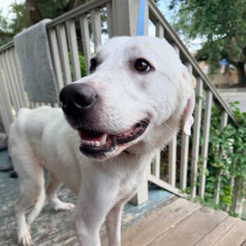 Dolly -  Great Pyrenees Dog for Adoption in New Orleans, Louisiana - Dolly | PetCurious
