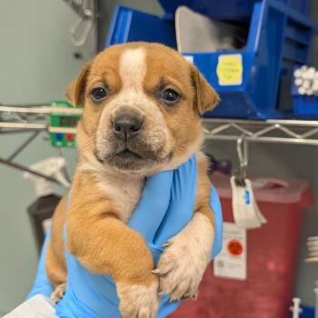 Buzz Barkyear -  Mixed Breed Dog for Adoption in Greenville, South Carolina - Buzz Barkyear | PetCurious