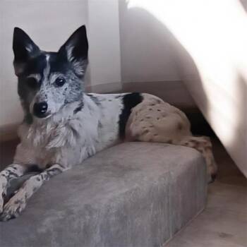 Momo -  Jack Russell Terrier Dog Available for Adoption - Momo | PetCurious