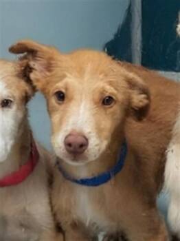 A478113 -  Siberian Husky and Mixed Breed Dog for Adoption in Oklahoma City, Oklahoma - A478113 | PetCurious