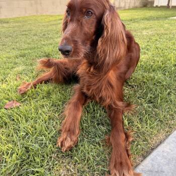 Holly -  Irish Setter Dog for Adoption in Torrance, California - Holly | PetCurious