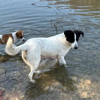 Golden Retriever and Great Pyrenees Dogs Available for Adoption in Smithville, Tennessee - Lady Luck | PetCurious