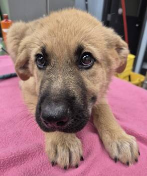 German Shepherd Dog and Great Pyrenees Dogs Available for Adoption in Lawrenceville, Georgia - Pen 220 Cosmo | PetCurious