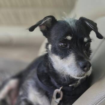 Charlie fna Huck -  Miniature Pinscher and Terrier Dog for Adoption in Valley Park, Oklahoma - Charlie Fna Huck | PetCurious