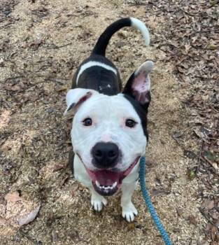 Rescue Pit Bull Terrier and Mixed Breed Dogs for Adoption in Spartanburg, South Carolina - Billy | PetCurious