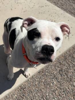 Ellie -  Pit Bull Terrier Dog Available for Adoption in Sault Ste. Marie, Michigan - Ellie | PetCurious