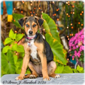 Rescue Labrador Retriever and Hound Dogs for Adoption in Wake Forest, North Carolina - Wednesday | PetCurious