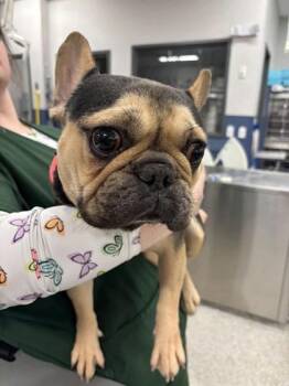 Stitch -  Mixed Breed Dog for Adoption in Munster, Indiana - Stitch | PetCurious