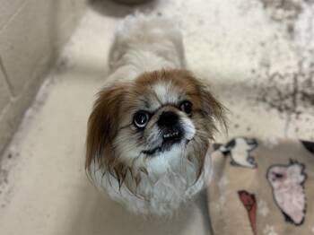 Rescue Pekingese Dogs for Adoption in Raleigh, North Carolina - MALLOW | PetCurious